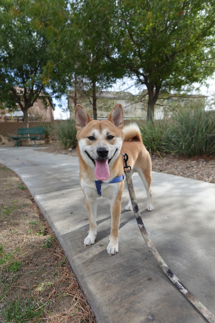 Koa on path