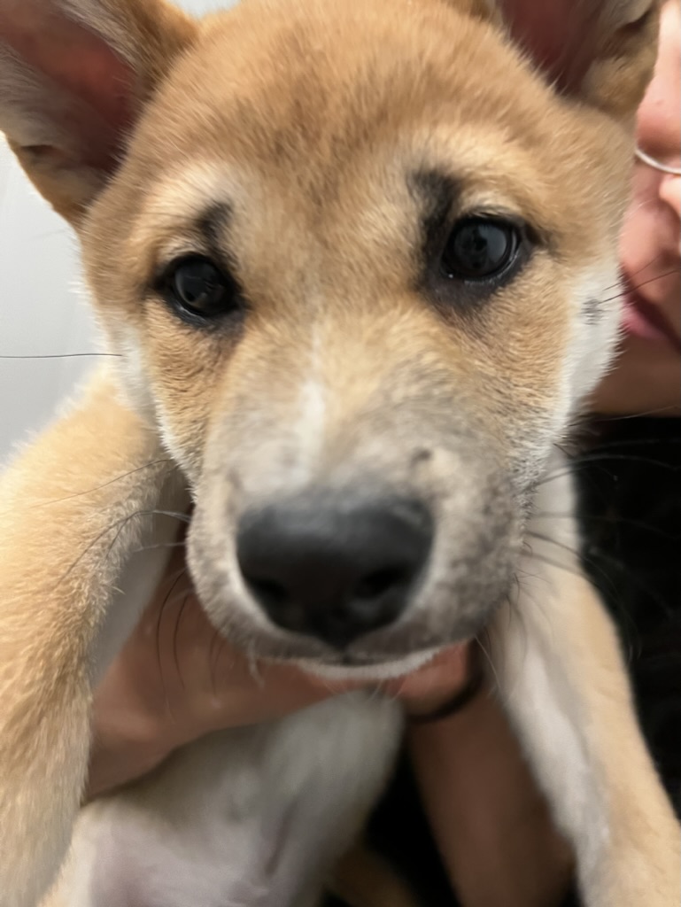 Puppy Koa Selfie