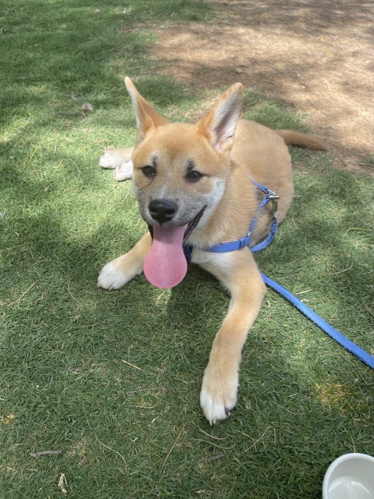Puppy Koa in grass