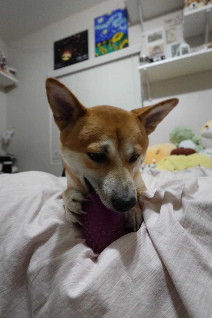 Koa chewing toy