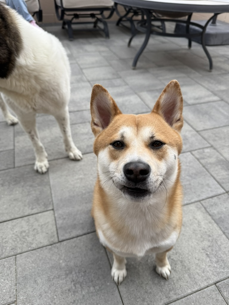 Koa on pavement