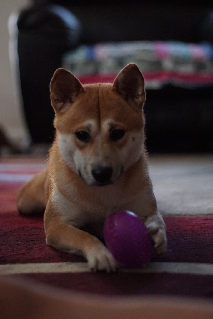 Koa playing with toys