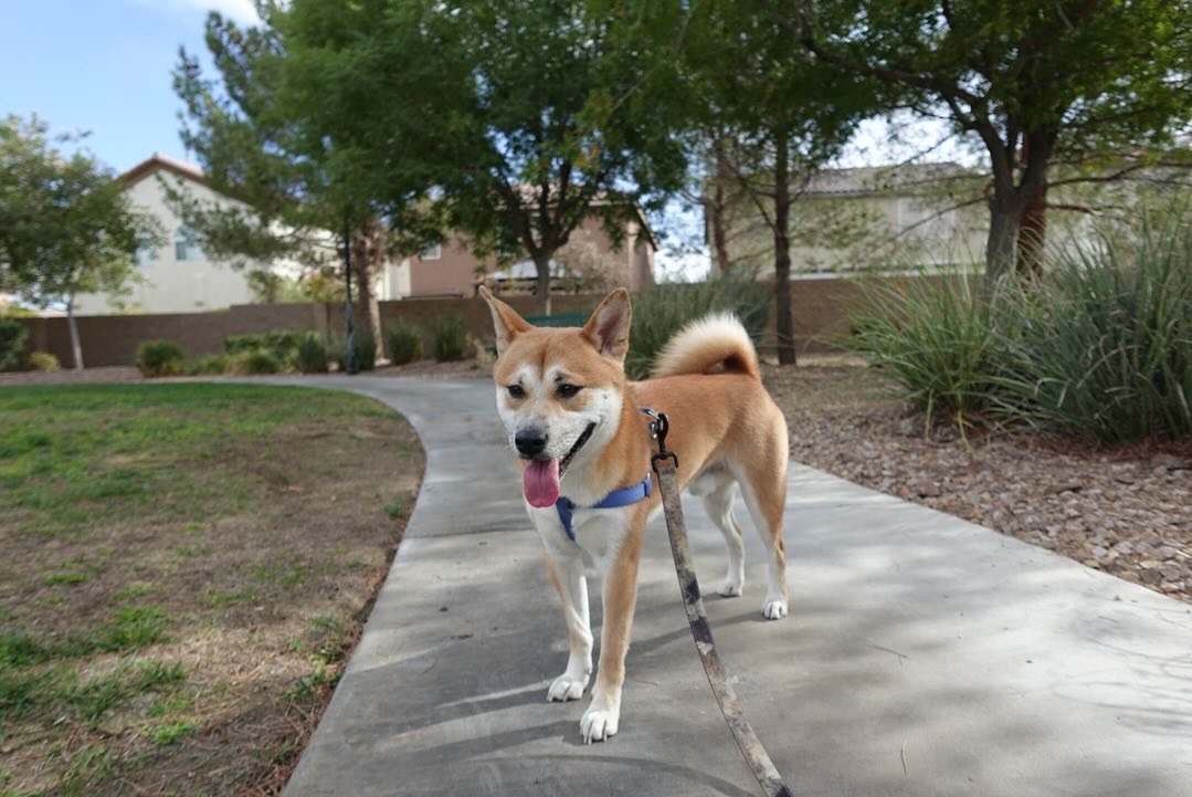 Koa on path in nature