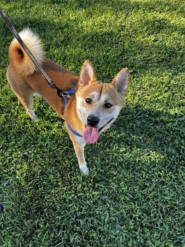 Koa in a field of grass