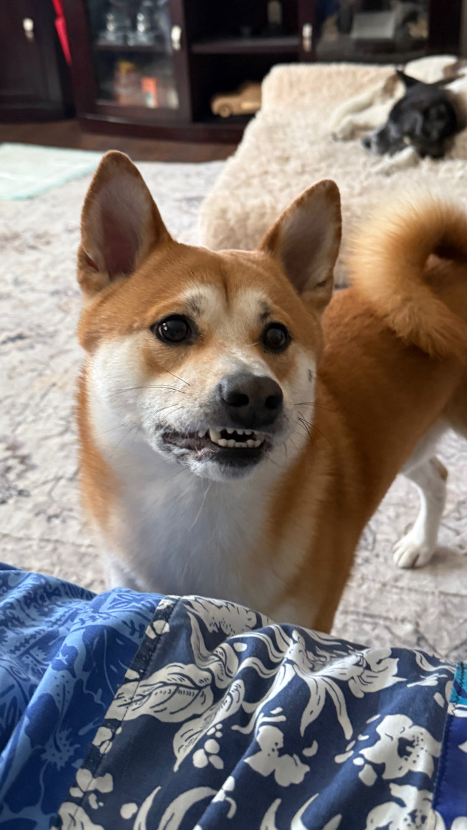 Koa making a silly face