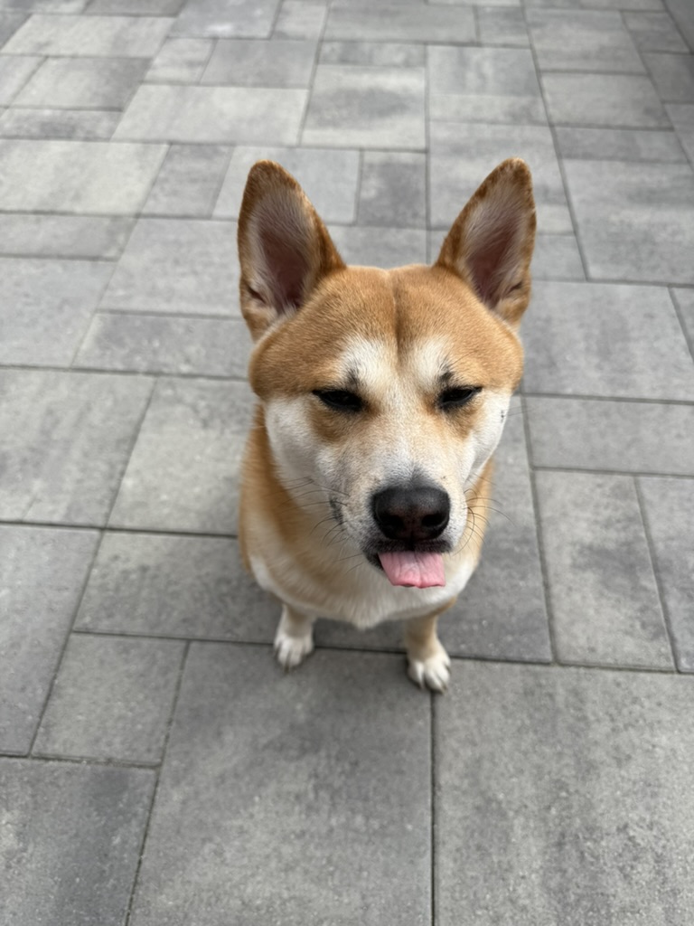 Koa sticking tounge out