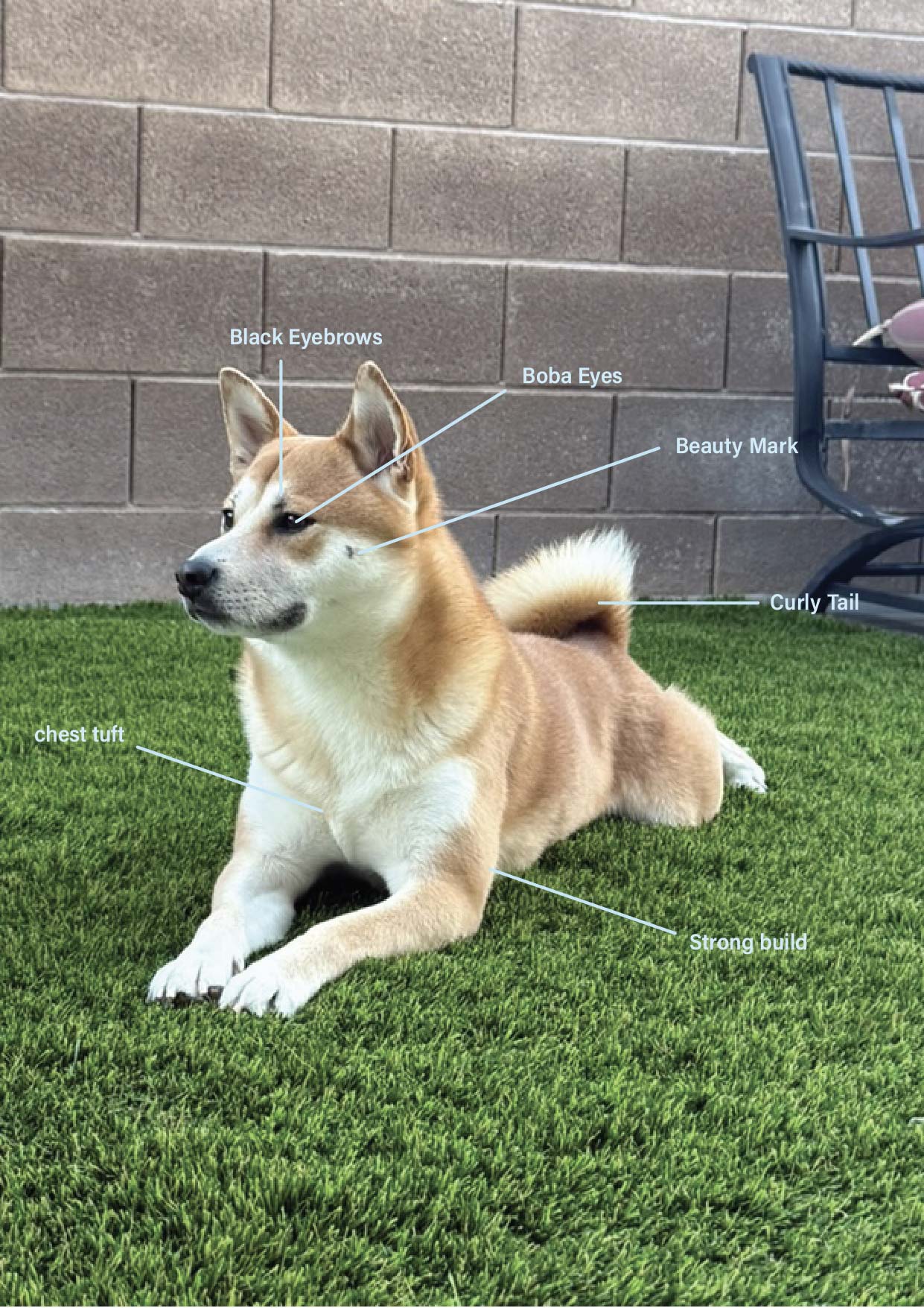 Diagram labeling Koa Physical Characteristics