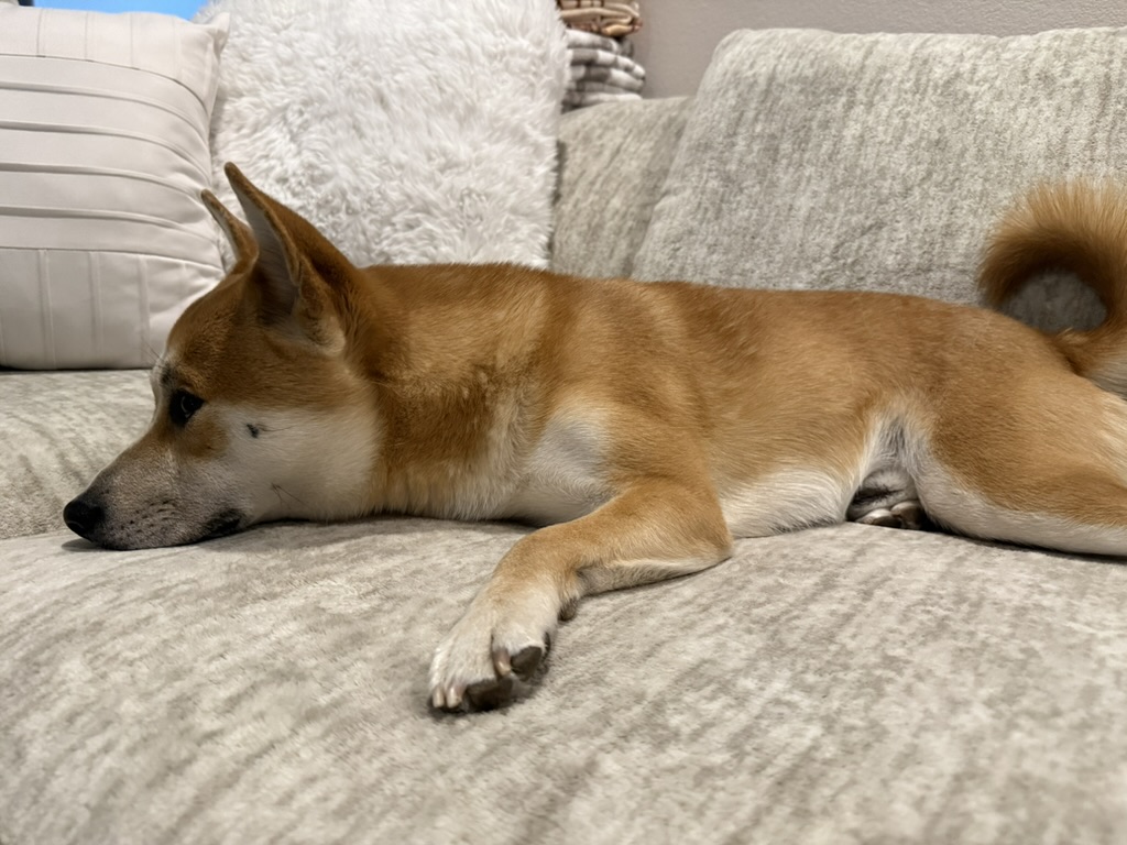 Koa laying on a couch